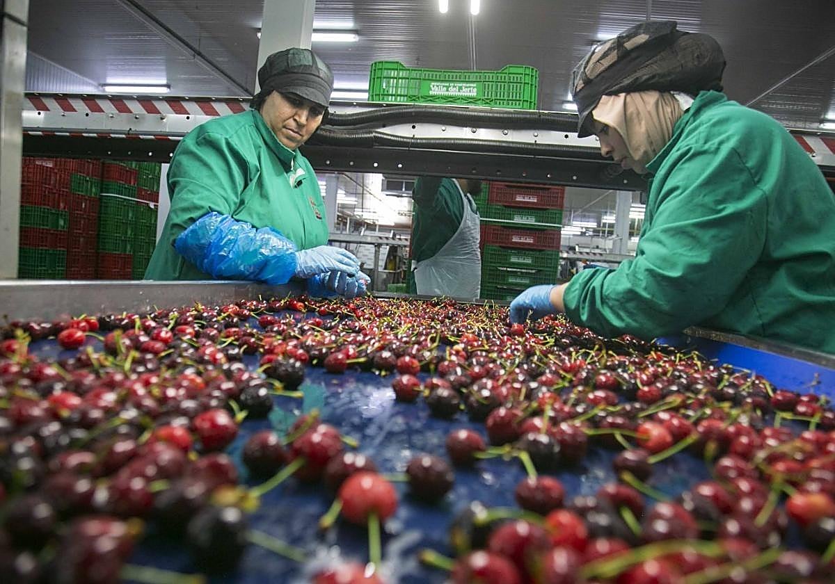 Trabajadoras de la central de la Agrupación de Cooperativas del Valle del Jerte seleccionan la fruta.