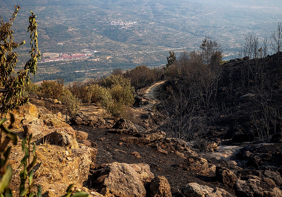 Arboleda quemada en el incendio de Jarilla el pasado verano.