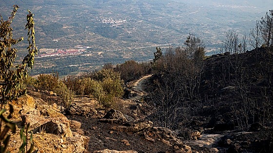 Rifirrafe entre ecologistas y Junta a cuenta de la tala de los árboles quemados en los fuegos
