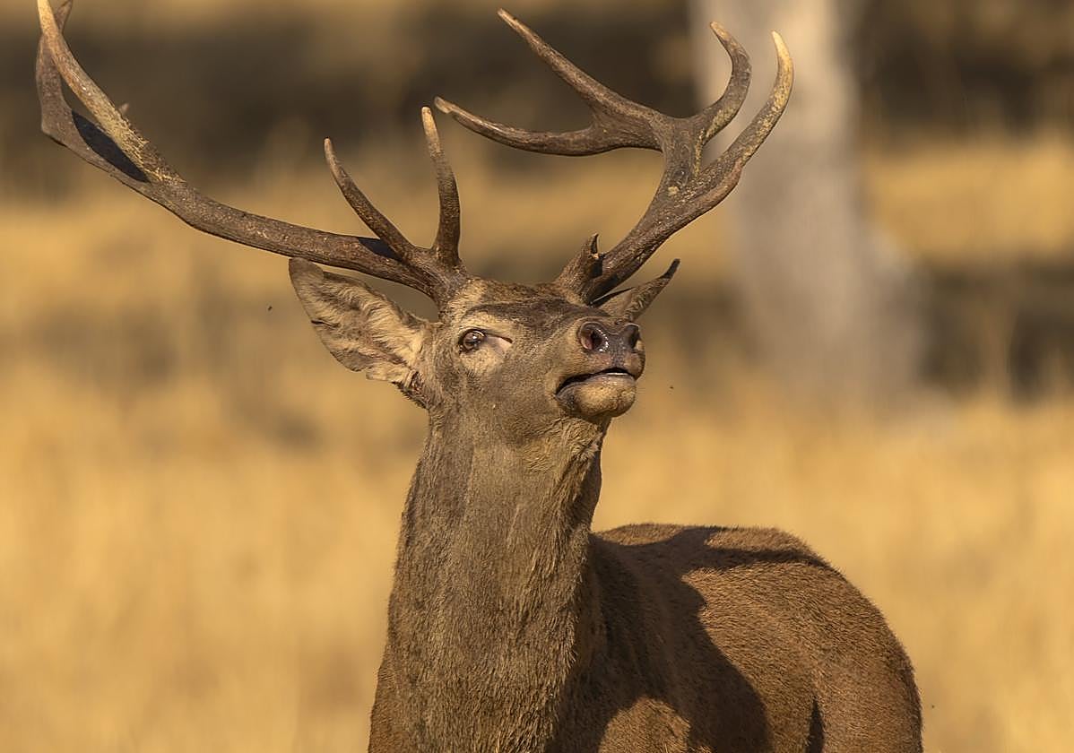 Imagen de un ciervo en Monfragüe