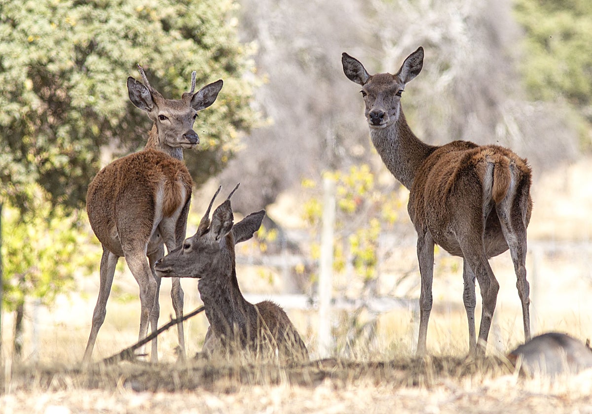Ciervos en el parque nacional extremeño.