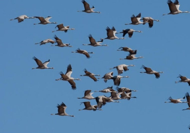 El cielo de Extremadura se llena de vida: las aves migratorias que regresan este otoño