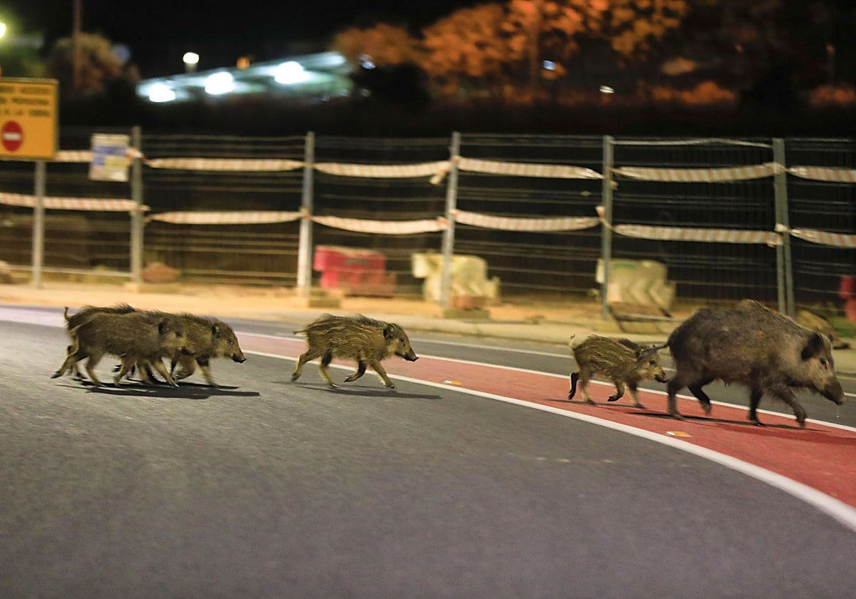 Jabalíes en la glorieta de la Universidad Laboral de Cáceres en el verano de 2020.