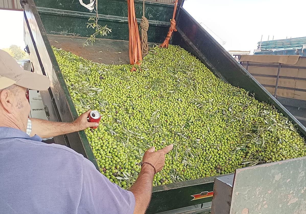 Un agricultor descarga un remolque de aceitunas en la Cooperativa de Santa Marta de los Barros, esta semana.