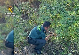 Investigado por tener una plantación de marihuana oculta en una finca ganadera que no es de su propiedad