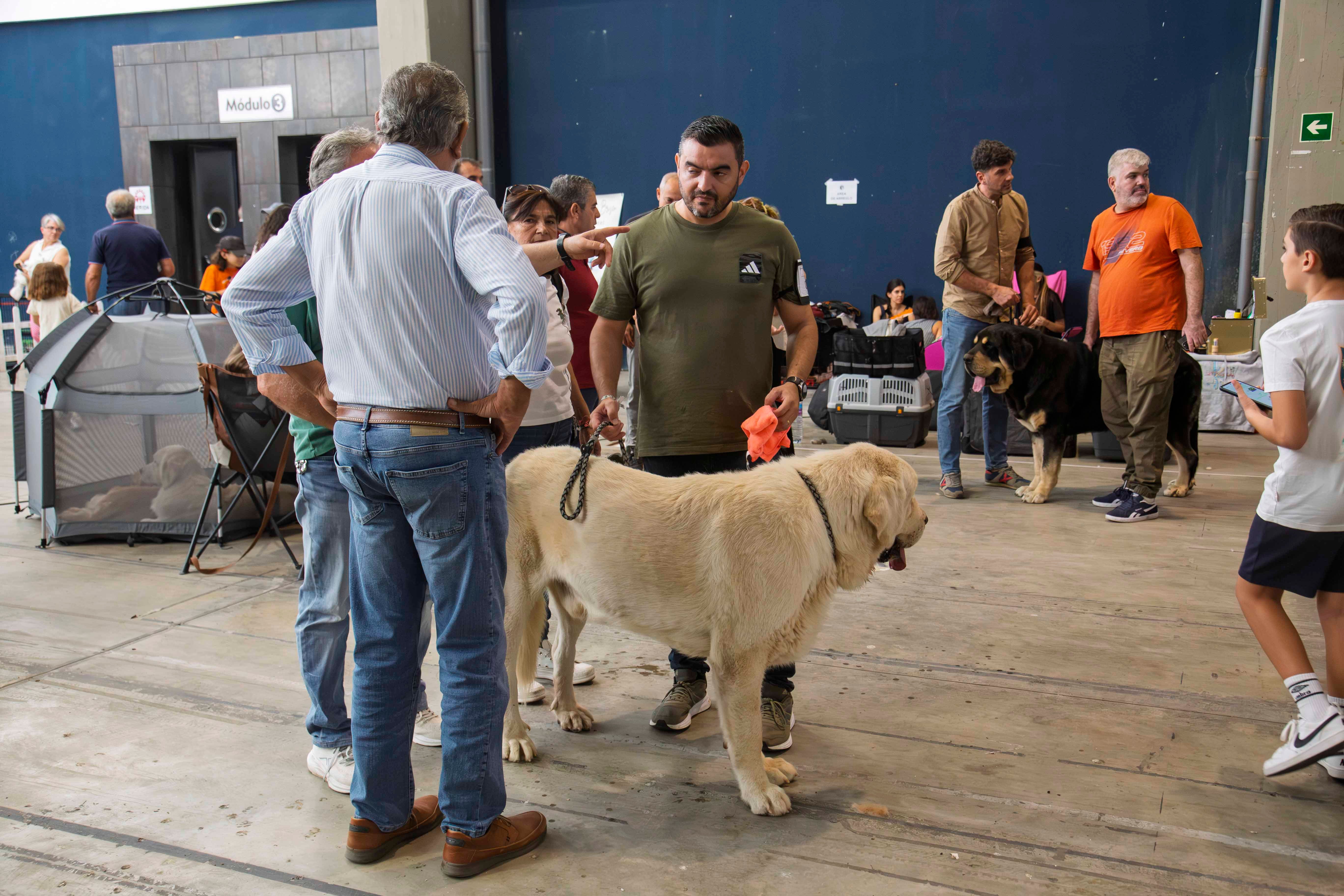 Fotos | Las mejores imágenes de la Exposición Internacional Canina de Mérida