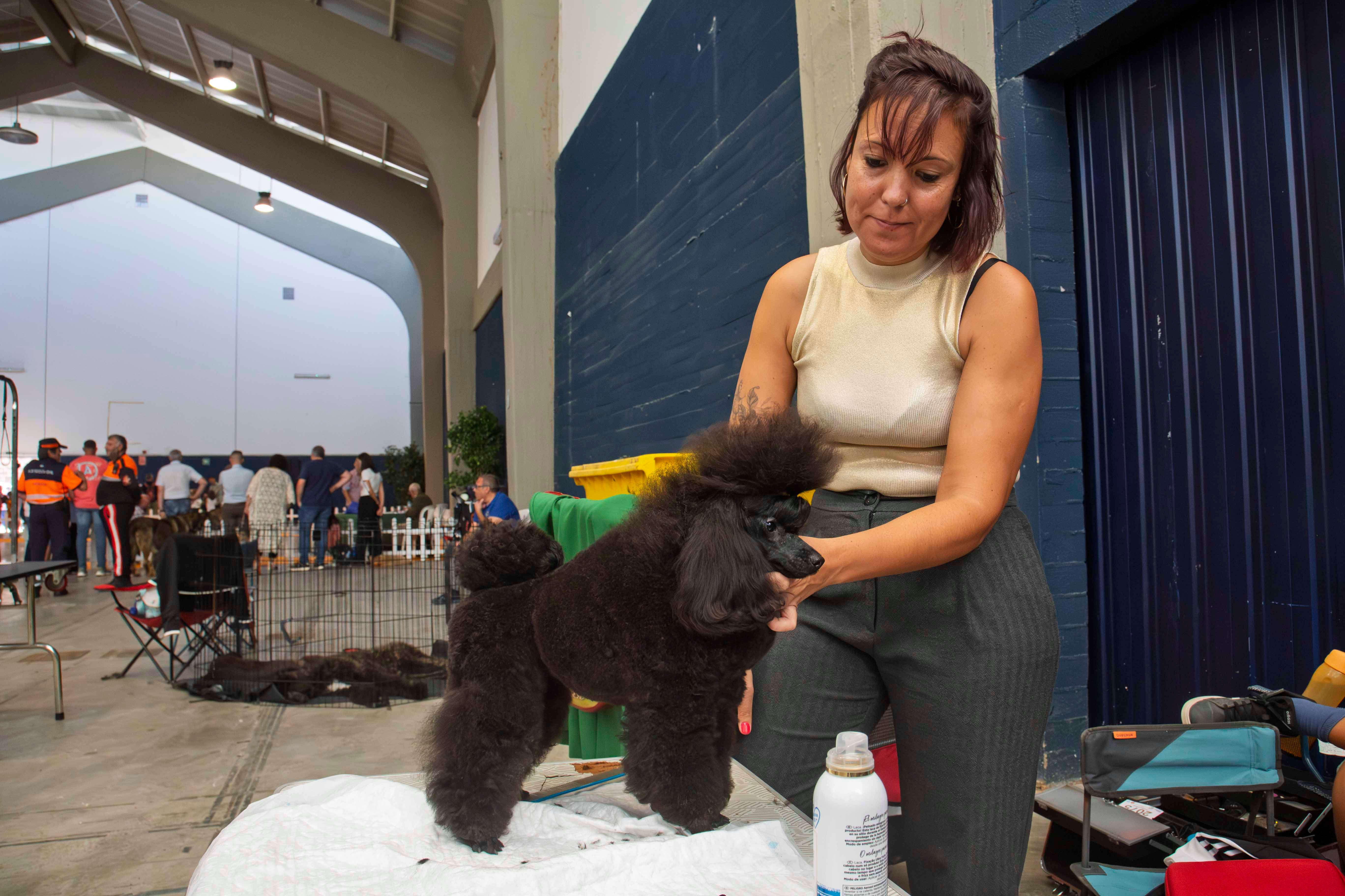 Fotos | Las mejores imágenes de la Exposición Internacional Canina de Mérida