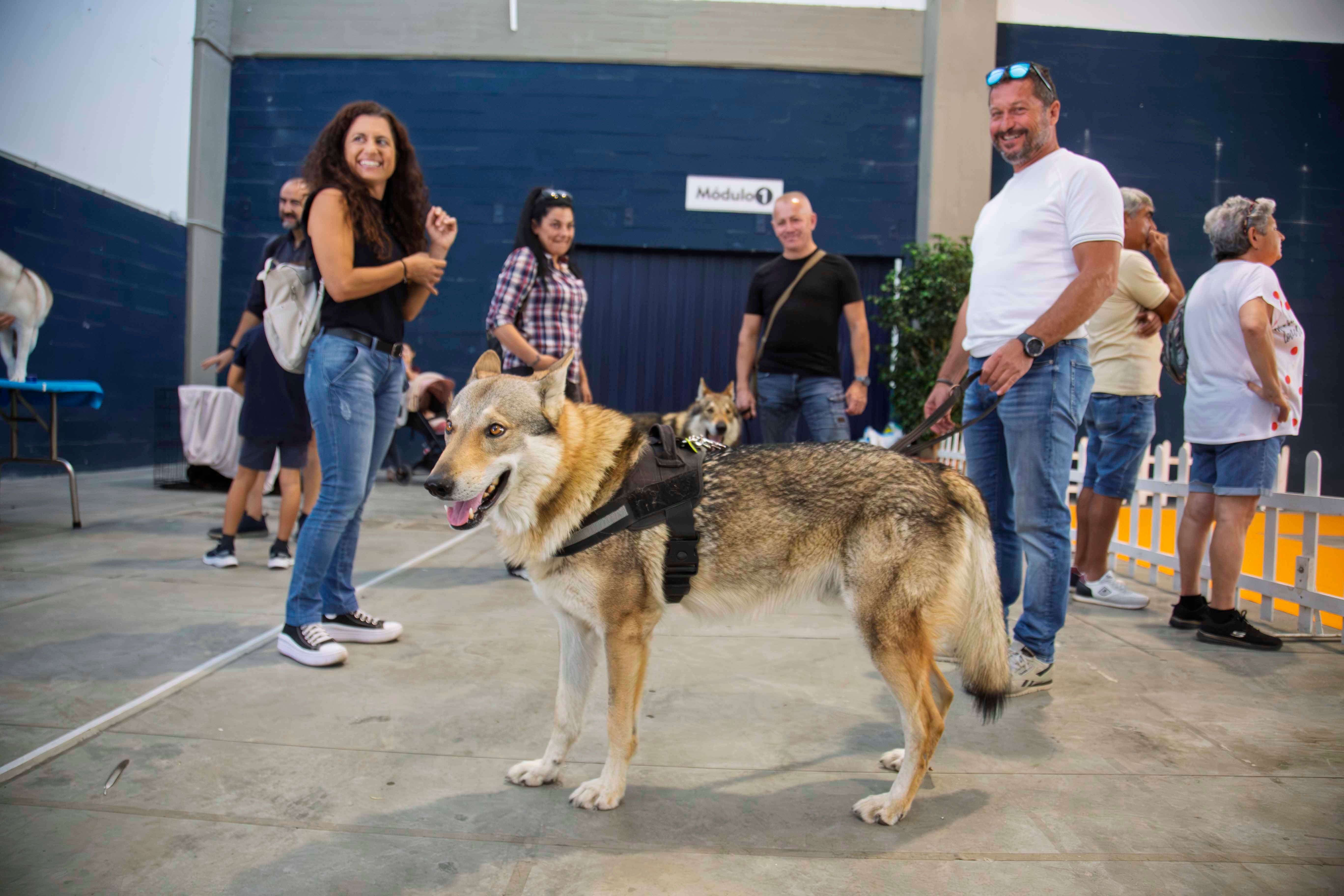 Fotos | Las mejores imágenes de la Exposición Internacional Canina de Mérida