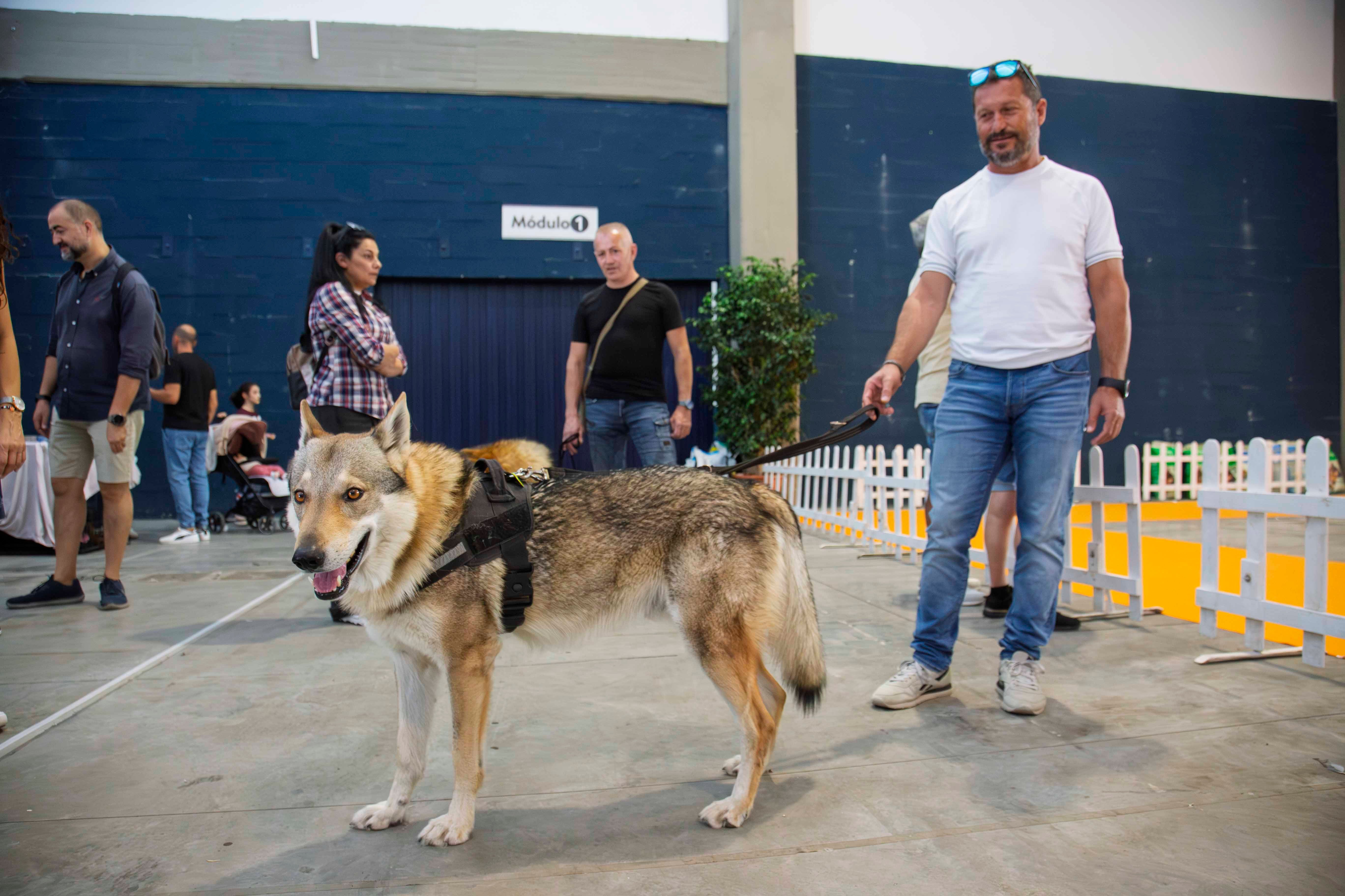 Fotos | Las mejores imágenes de la Exposición Internacional Canina de Mérida
