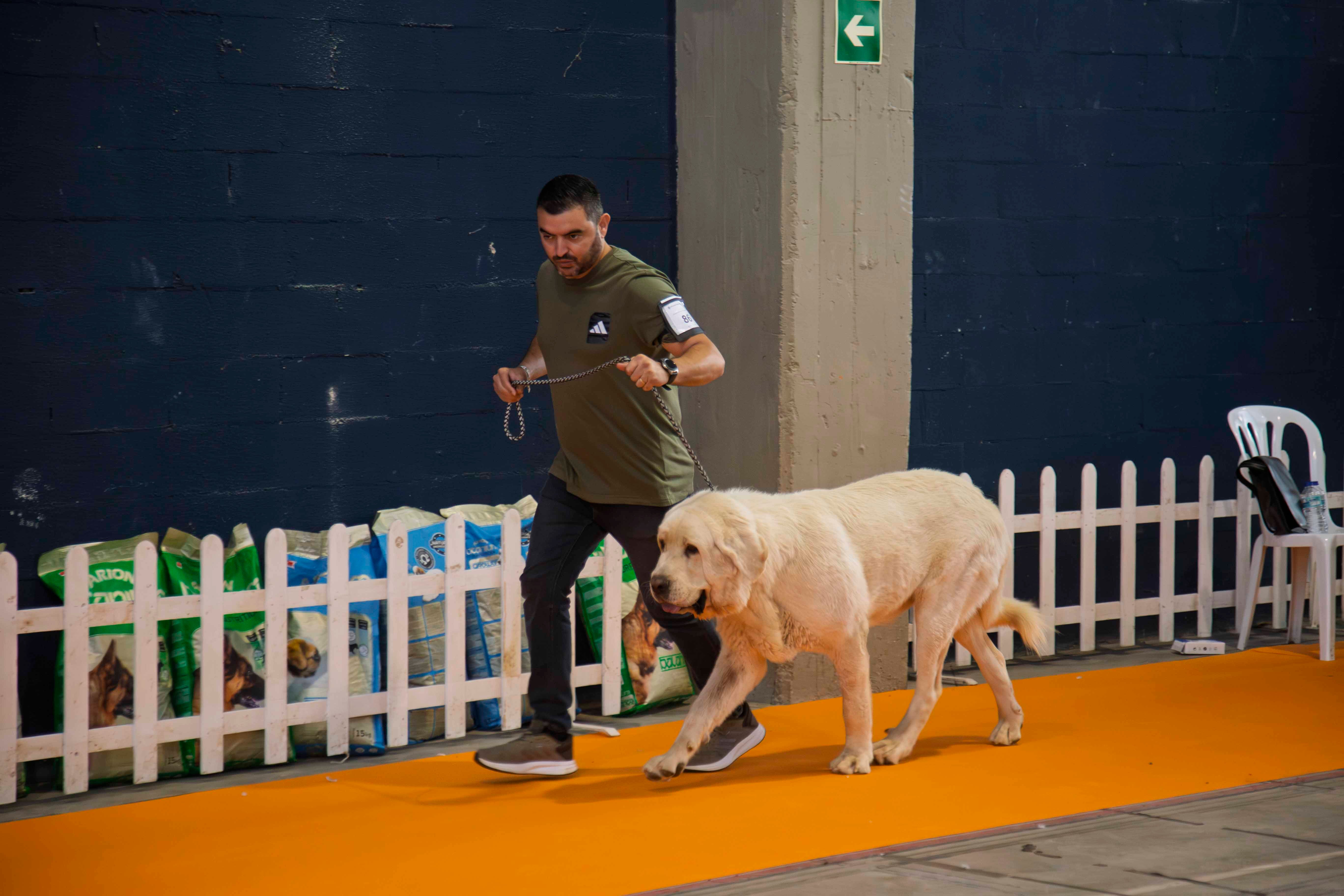 Fotos | Las mejores imágenes de la Exposición Internacional Canina de Mérida