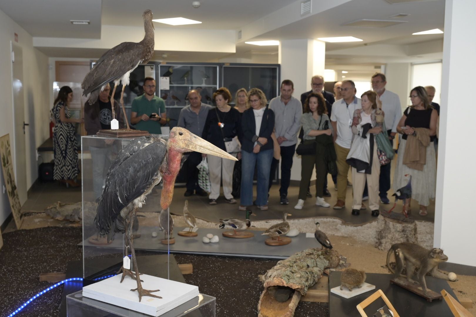 En primer plano, con un pico largo y un cuello hinchado, se puede ver un marabú africano, un ave carroñera típica de la sabana africana. 
