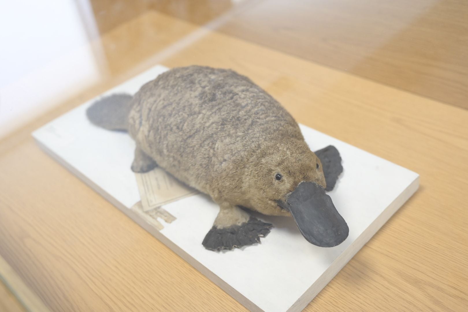 En su día, el animal estuvo rodeado de polémica porque tiene características de distintas especies y se especuló con que pudiera ser fantástico. 