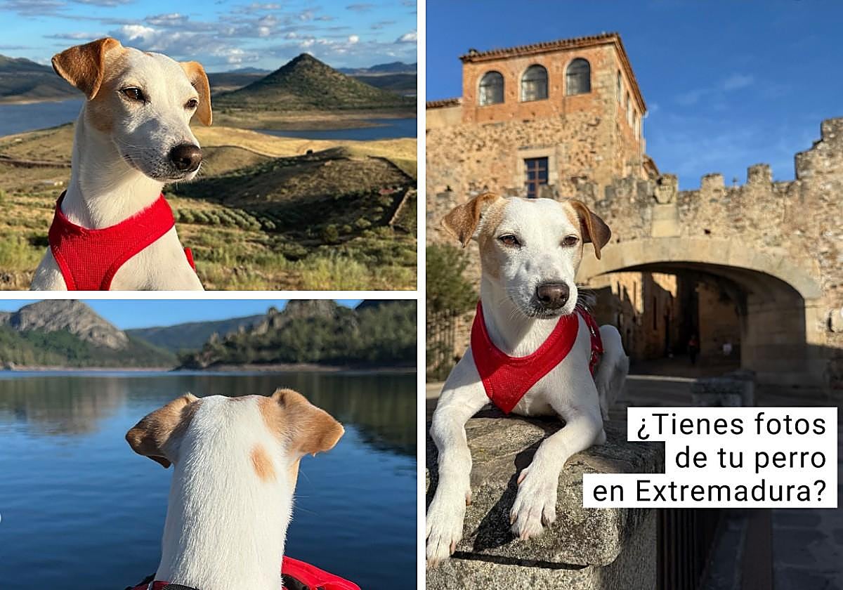 Imágenes de PipperOnTour