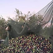 Así es el nuevo trámite para entregar aceituna en las almazaras: paso a paso