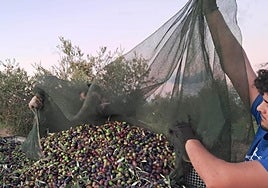 Recogiendo aceitunas en un olivar