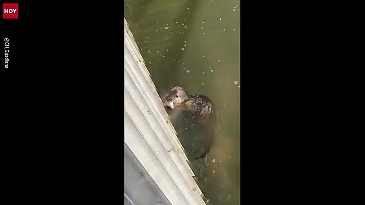 Captan a una nutria pescando en el canal de Montijo