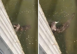 Imágenes de la nutria en el vídeo