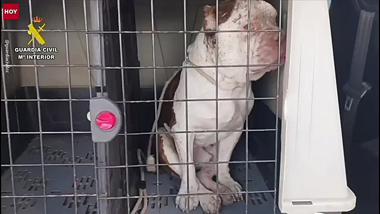 Investigado por maltrato animal un vecino de Talayuela que tenía a un perro en estado de abandono
