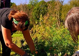 El empleo en la agricultura ha contribuido con fuerza este verano a la reducción del paro.