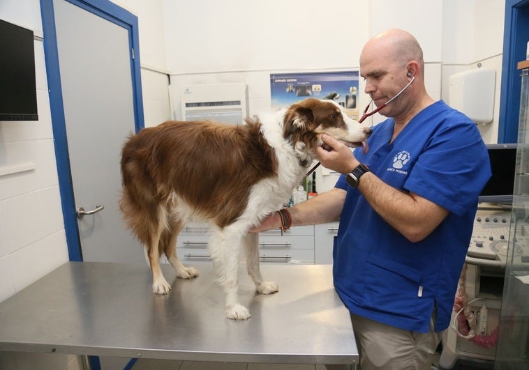Los extremeños ahorrarían 6,35 millones con la deducción por gastos de mascotas