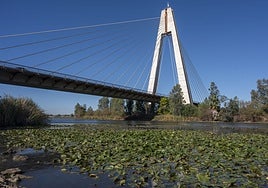 La invasión de nenúfar mexicano delante del puente Real de Badajoz.