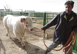 Un ejemplar de vacuno charolés es llevado a los expositores de la Feria Agroganadera de Trujillo en una pasada edición.