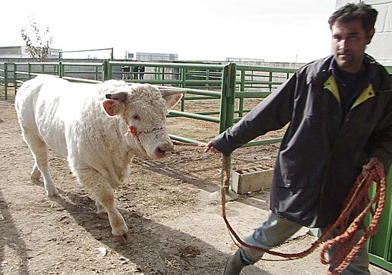 Un ejemplar de vacuno charolés es llevado a los expositores de la Feria Agroganadera de Trujillo en una pasada edición.