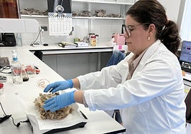 Extremadura estudia cómo aprovechar la lana de menor calidad