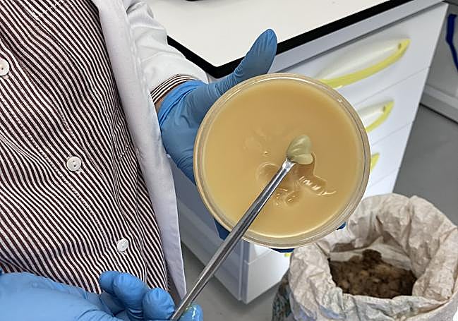 Grasa natural de la lana.