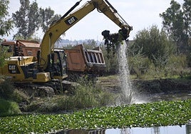 Inicio del fin del nenúfar mexicano en el Guadiana