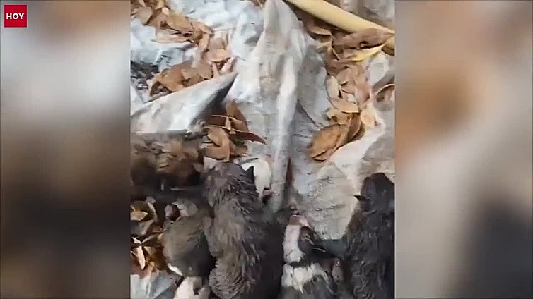 Investigado por delitos de maltrato y abandono animal en La Vera