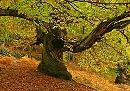 Un castañar de Extremadura, elegido por National Geographic como uno de los más bonitos de España