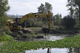 Comienzan las obras de retirada del nenúfar