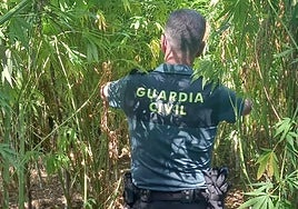 Tres detenidos por cultivar 201 plantas de marihuana en las inmediaciones del río Gévora