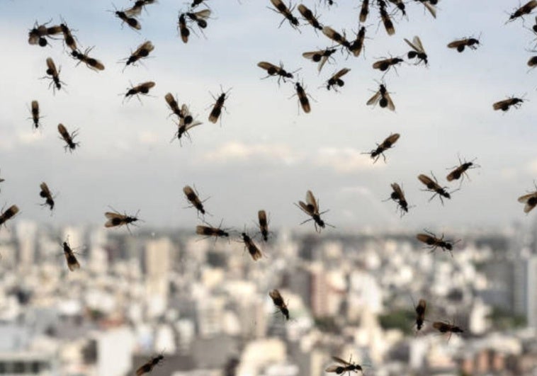 Llega la invasión de las hormigas voladoras a Extremadura: así puedes prevenirla