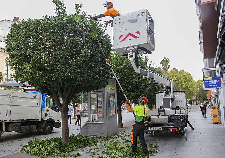Poda de naranjos en la Puerta de la Villa.