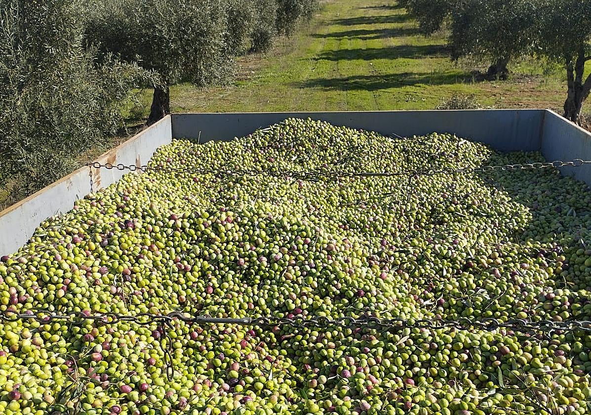 Recogidas de aceitunas.