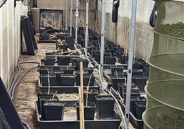 Dos detenidos por cultivar marihuana en una nave de Almendralejo con enganches ilegales a la red