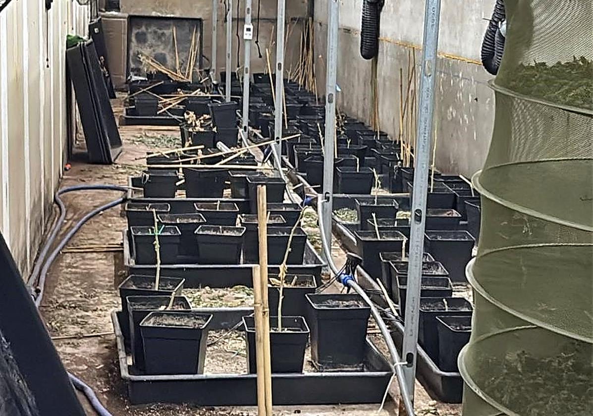 Dos detenidos por cultivar marihuana en una nave de Almendralejo con enganches ilegales a la red