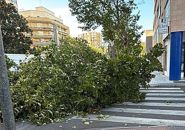 El viento ha derribado dos árboles en Badajoz, uno en Santo Domingo y otro en Ramon y Cajal.
