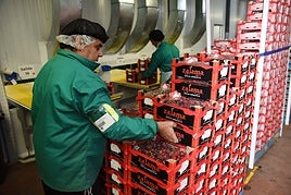 Trabajadores en una cooperativa de cerezas del Valle del Jerte.