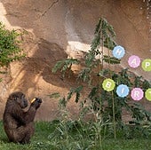 Ekan, el primer gorila andaluz, celebra su quinto cumpleaños con una entrañable fiesta