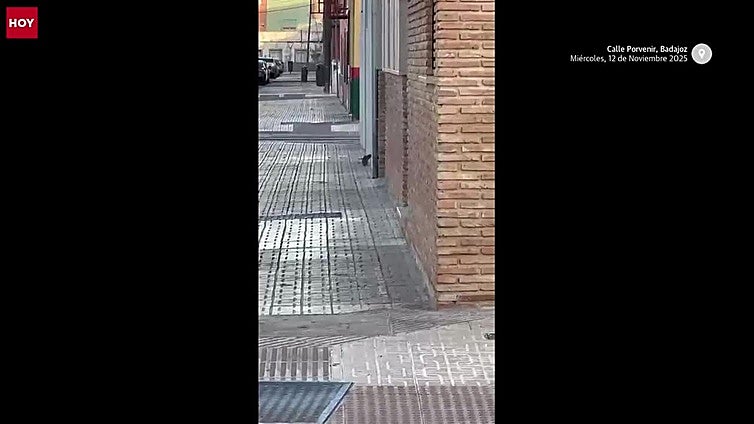 Los vecinos denuncian la presencia de ratas en varios barrios de Badajoz