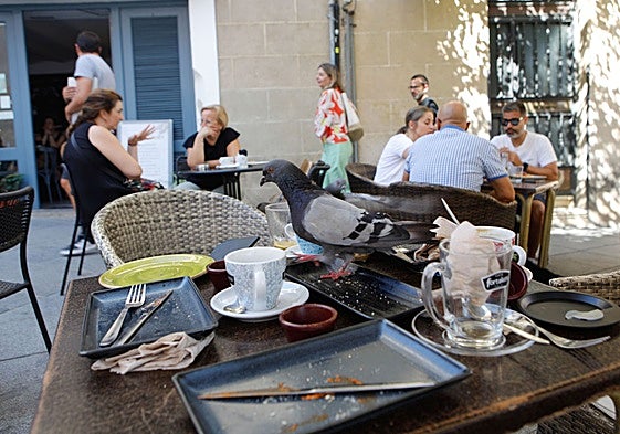 Dos palomas posadas en la mesa de una terraza de la calle Gran Vía de Cáceres en 2024.