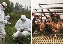 Qué es la gripe aviar y cómo se transmite: guía para entenderla