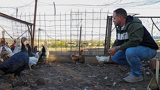 El Gobierno avisa, las aves seguirán confinadas al menos unas semanas más