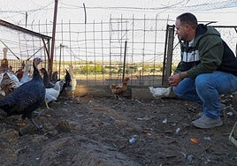 Gallinas y pavos confinados en Castuera