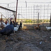 Gallinas y pavos confinados en Castuera
