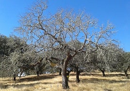 Árboles afectados por la seca en la región.