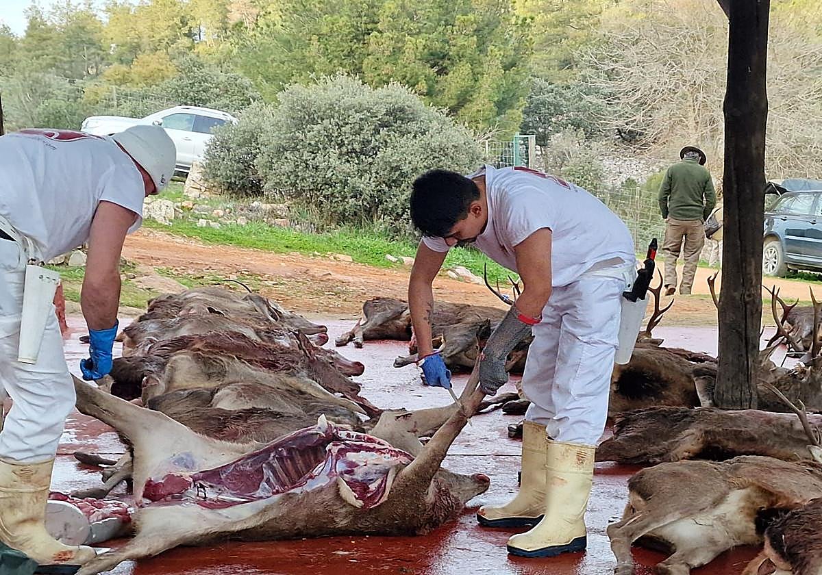 Extremadura aprueba un nuevo decreto para reforzar el control sanitario de las piezas de caza